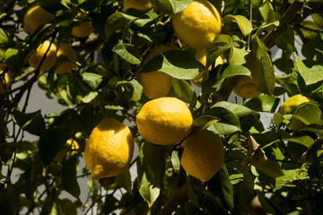 ripe lemons on the branch of tree