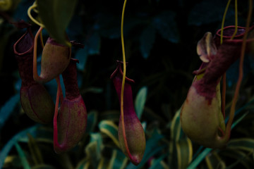 Tropical pitcher plants