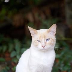 Chat aux yeux bleus .