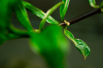 Leaves on a Branch