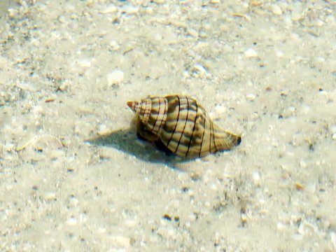 Snail in a Banded Tulip shell crawling across the sand in shallow surf on the Gulf of Mexico at St. Pete Beach, Florida
