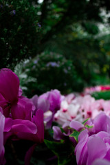 tulips in the garden