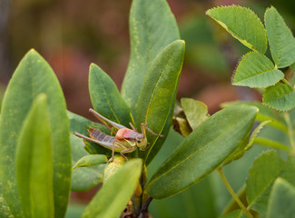 Closeup of grasshopper sitting on green plant leaves