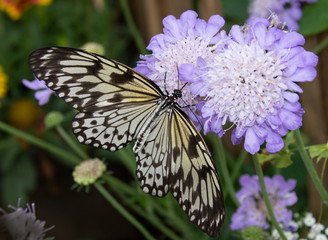 Schmetterling