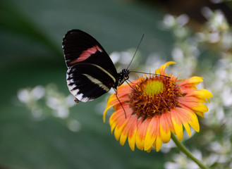 Schmetterling