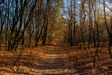 Fototapeta premium Autumn forest scenery with road of autumnal leaves and gold foliage. Autumn forest landscape