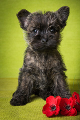 Cairn Terrier puppy dog with red poppies flowers