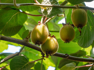 kiwi fruits close up image