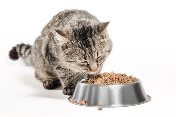 gray cat mongrel with a bowl of dry food