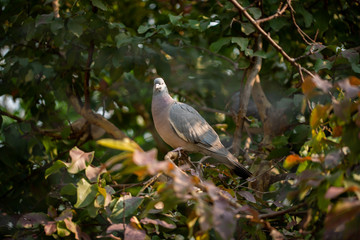 Wild Dove bird sat in a tree in the winter morning.