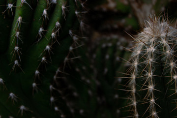 closeup of a Cactuses