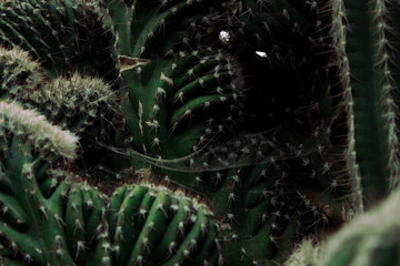 Cactuses with Spider Web in Between