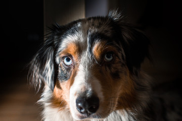 Australian Shepherd dog big face in camera big