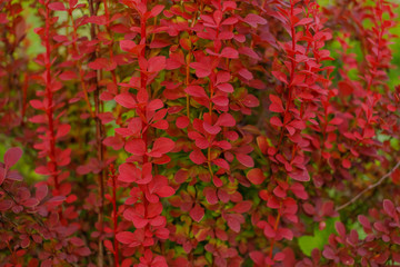 Barberry bush in red color in the garden. Barberry bush background. Japanese barberry. Red leaf barberry. Thunberg's barberry, or red barberry, is a species of flowering plant.Natural texture