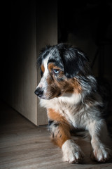 Australian Shepherd dog big face in camera total front