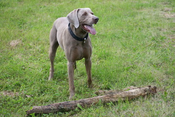 Weimaraner steht vor einem Ast