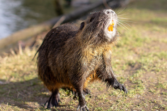Nutria, Myocastor coypus or river rat the wild near the river