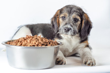 shaggy puppy mongrel with a bowl of dry food