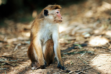 Obraz premium little monkey sitting on the sand looks into the distance