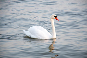 Naklejka premium Beautiful white Cygnus on the water