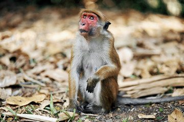 little brown monkey sitting on the sand looks up