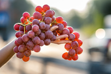 A woman holding big cluster of red juicy grapes in her hand.