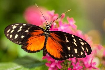 Open Wings
