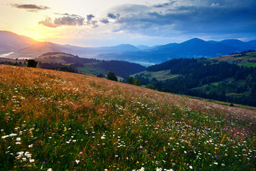 Naklejka na ściany i meble wildflowers, meadow and beautiful sunset in carpathian mountains - summer landscape, spruces on hills, dark cloudy sky and bright sunlight