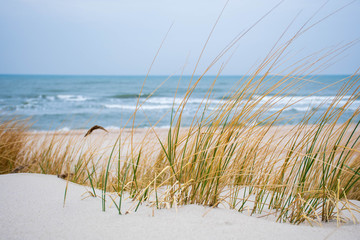 Fototapety  Wzburzone morze z falami jesienią lub zimą, piaszczysta plaża z trzcinami i suchą trawą