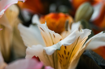 White and yellow alstroemeria flower in a bouquet