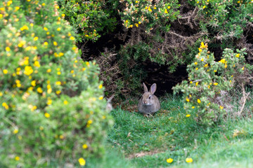 Little wild rabbit on green grass near bush in summer day