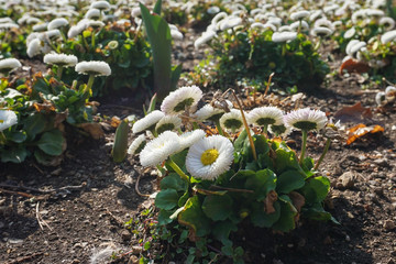 Bellis perennis flowers in the sun