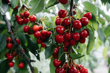 Ripe bunches of red cherries on the branches of a tree