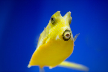 Fish under water, yellow trunk cow fish: lactoria cornuta