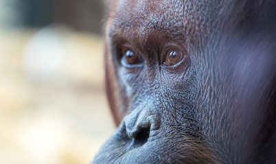 Orangutan, friedlich, ruhe, gelassen