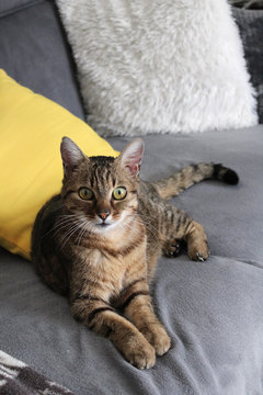 chat tigr&eacute; / chatte tigr&eacute;