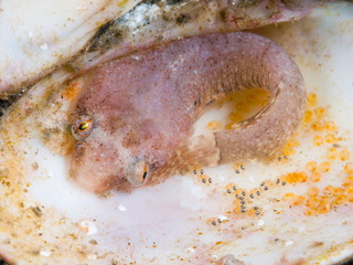 Close-up of a clingfish (Diplecogaster bimaculata). Trawled over soft mud bottom. Feeds mainly on benthic organisms. Inhabits shallow water on rocky bottoms and bivalve banks. © A. Martin UWphoto