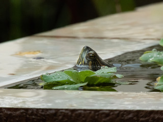 Taking advantage of the rain to photograph this aquatic plant with the turtle in the background
