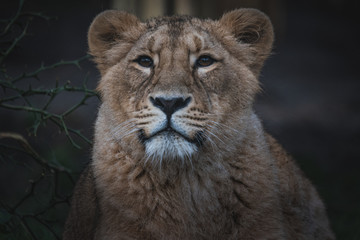 Portrait of a lioness
