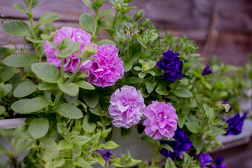 petunia blossoming in the garden with violet, pink flowers.Colorful terry petunia grows on a balcony. Lush colorful buds of flowers with green leaves.Fluffy blossoming Petunia Bud pink