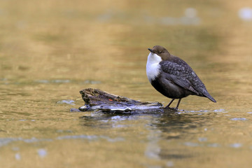 White-throated Dipper