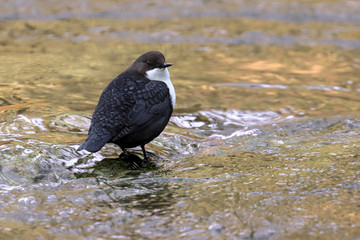 White-throated Dipper