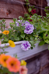 Fototapeta na wymiar petunia blossoming in the garden with violet, pink flowers.Colorful terry petunia grows on a balcony. Lush colorful buds of flowers with green leaves.Fluffy blossoming Petunia Bud pink