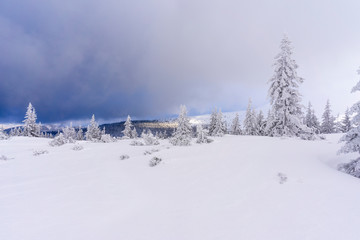 Frozen trees in winter. Tatra Mountains.