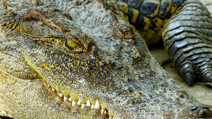 crocodile alligator to lie on lookout
