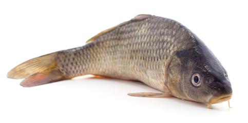 Big fresh carp.