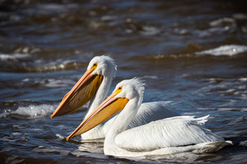 Fototapeta na wymiar A Pair Of White Pelicans At Sardis Lake, Mississippi