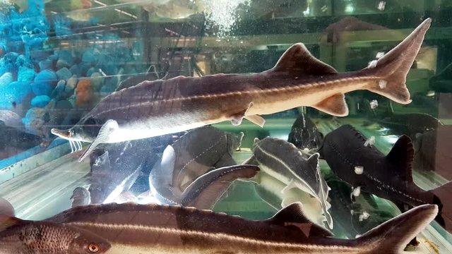 Sturgeon fish swim in an aquarium in a fish store.