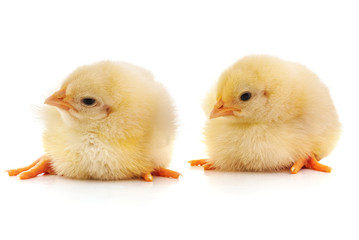 Two yellow chicks.