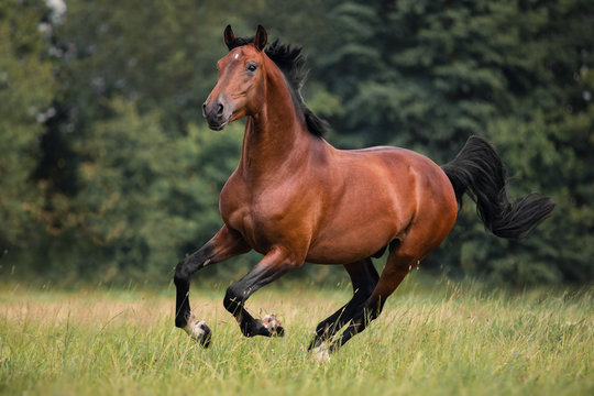 The bay horse gallops on the grass © julia_siomuha